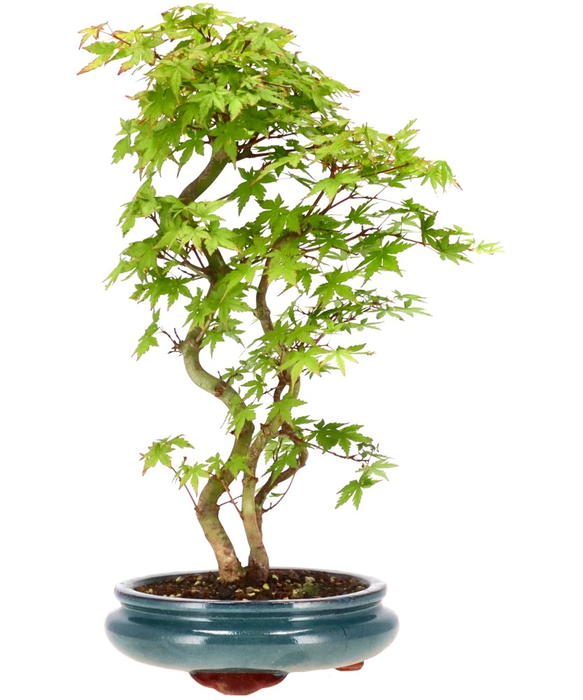 bonsai.fallbackImageTitle bonsai.fallbackImageTitle