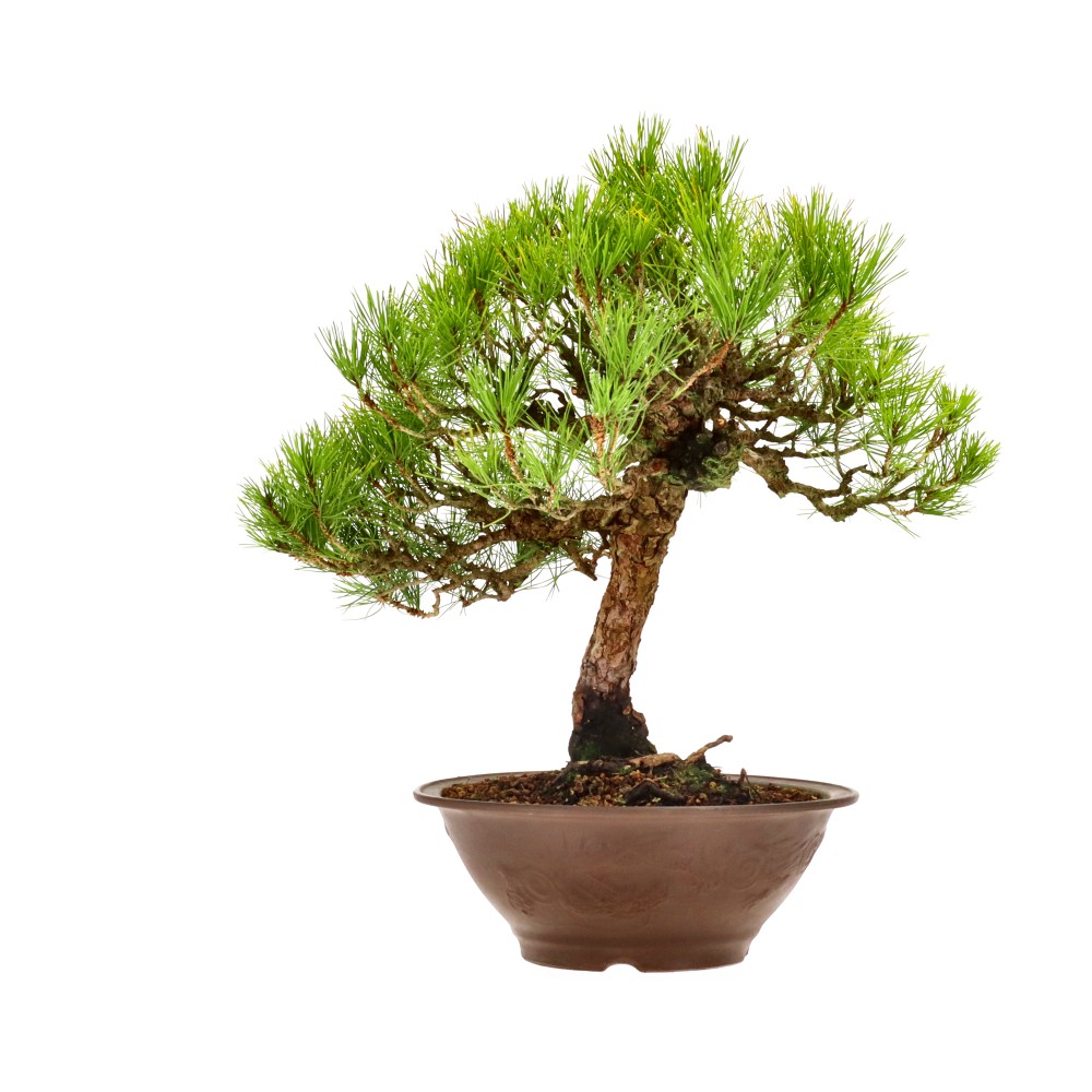 bonsai.fallbackImageTitle