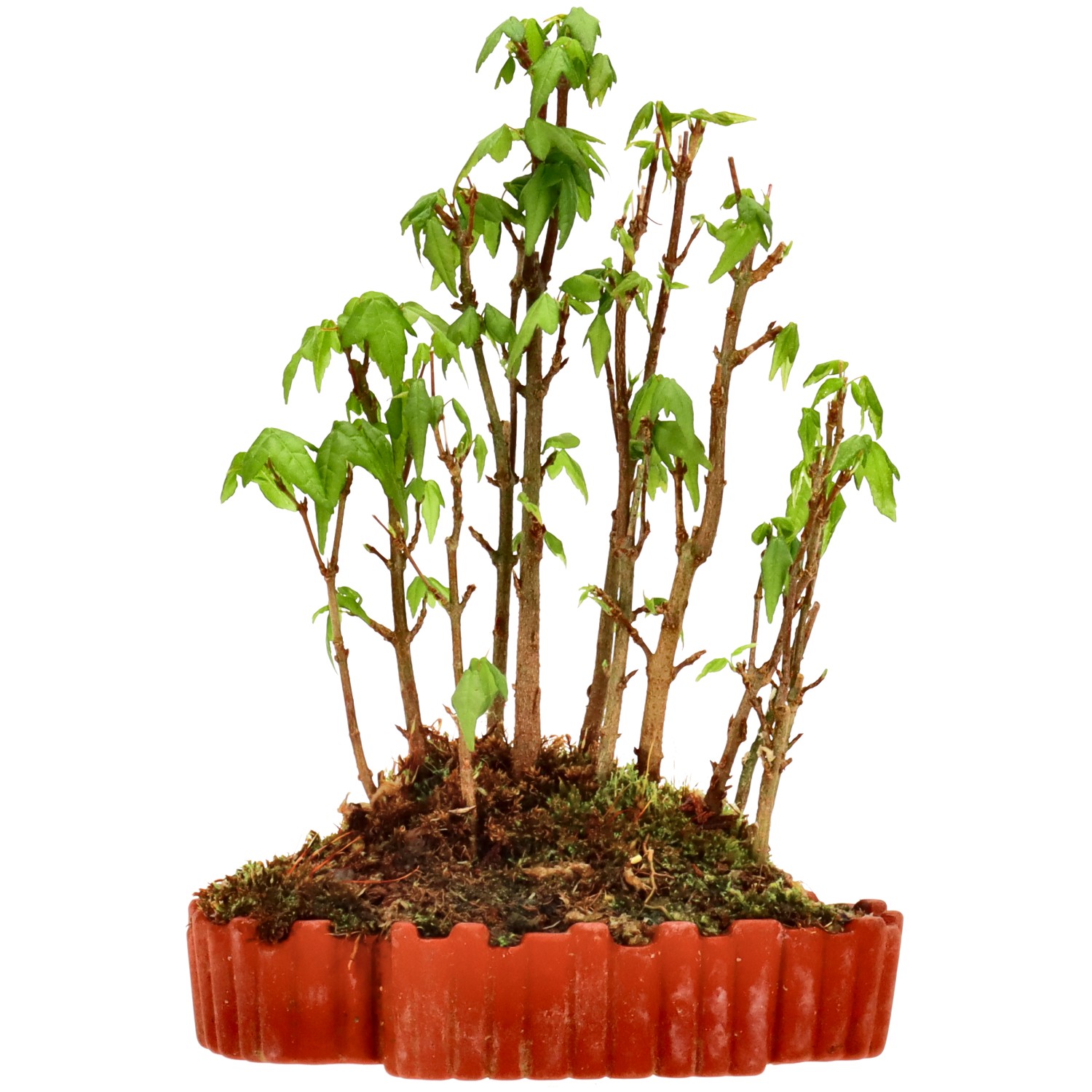Érable trident, env. 3 ans (20 cm)