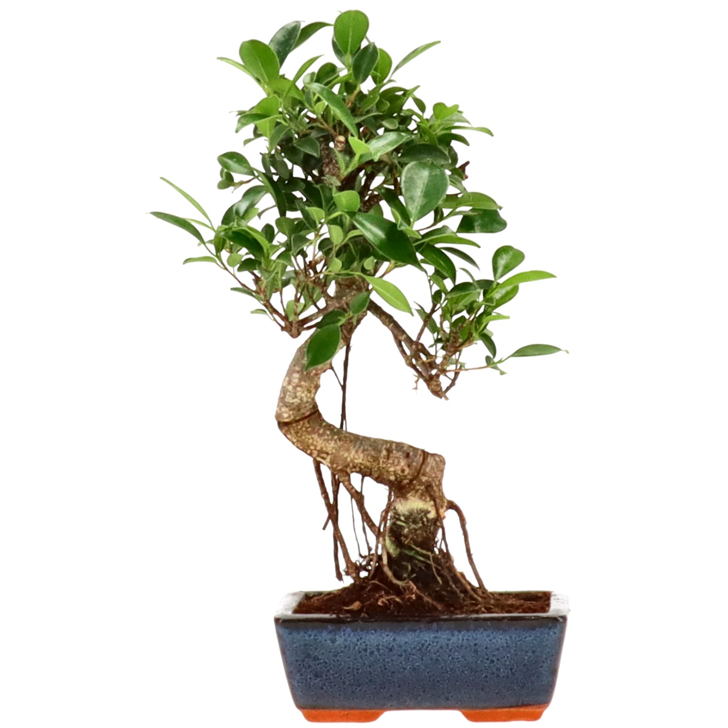 Chin. Feigenbaum (Ret.), ca. 8 J. (28 cm)