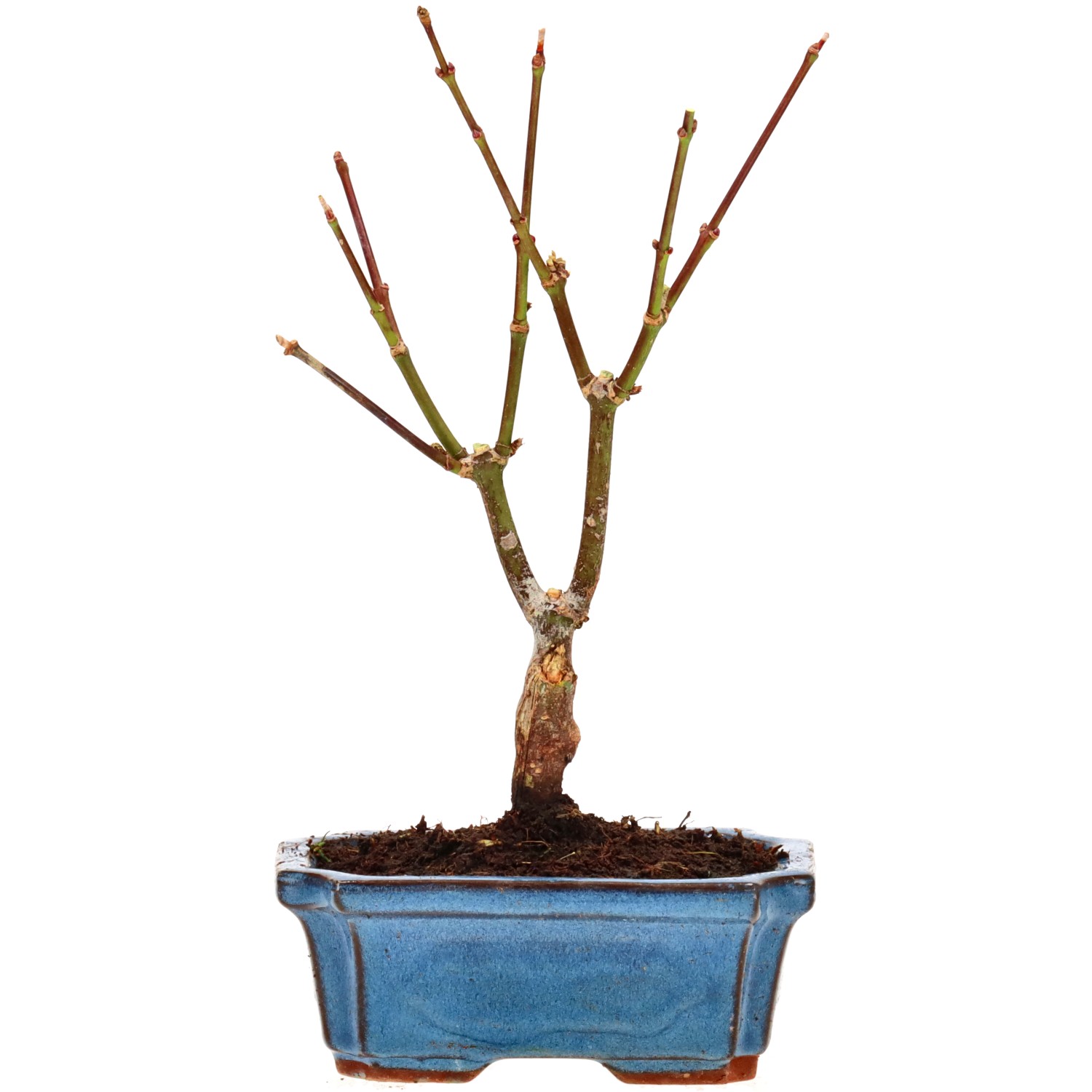 Jap. Fächerahorn (Atropurpureum), ca. 7 J. (24 cm)