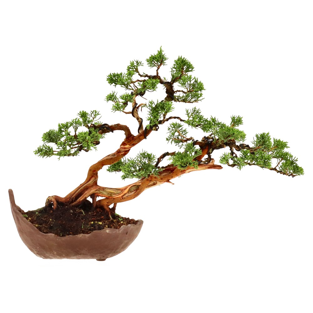 Chin. Wacholder, ca. 18 J. (25 cm)