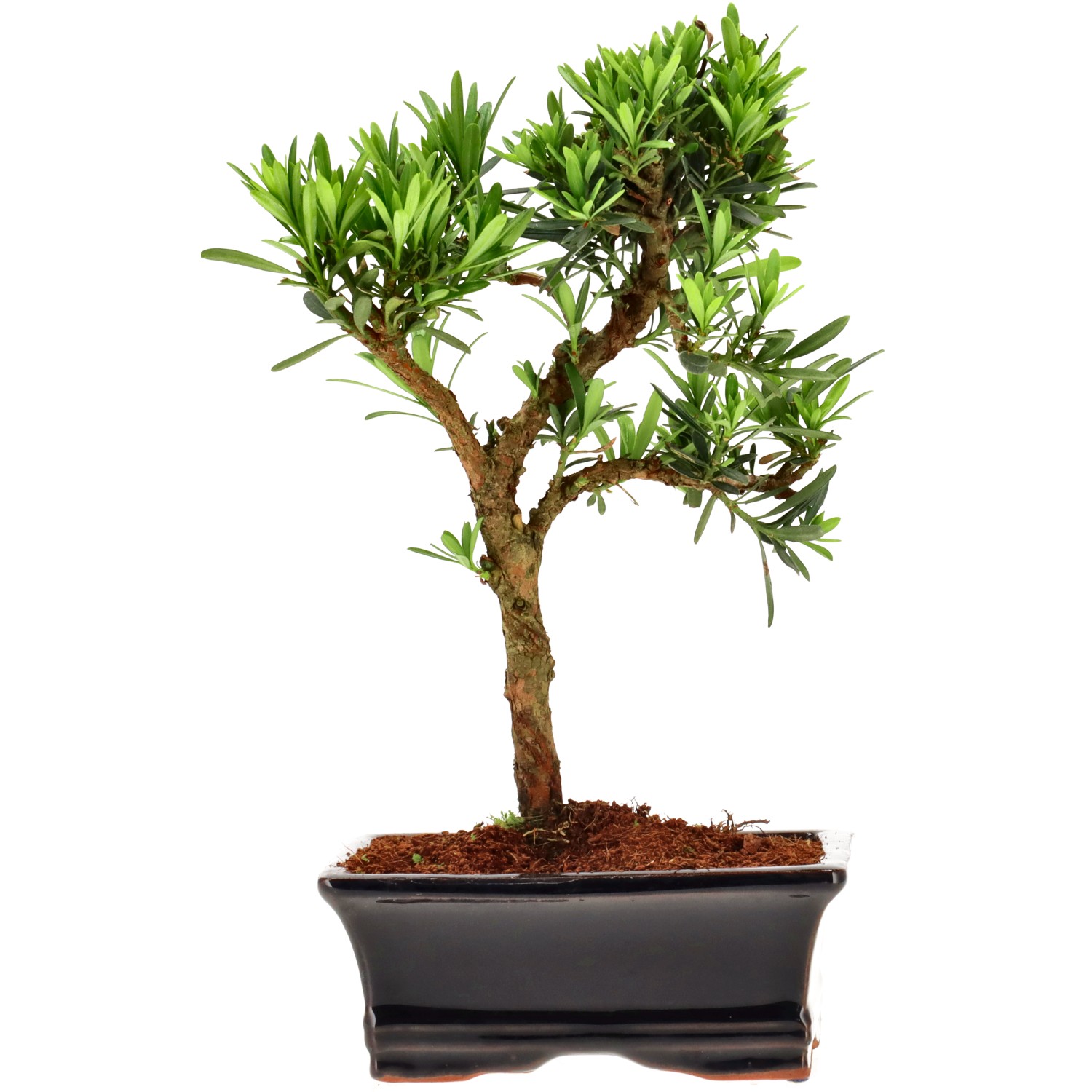 Pin de bouddhistes, env. 7 ans (22 cm)