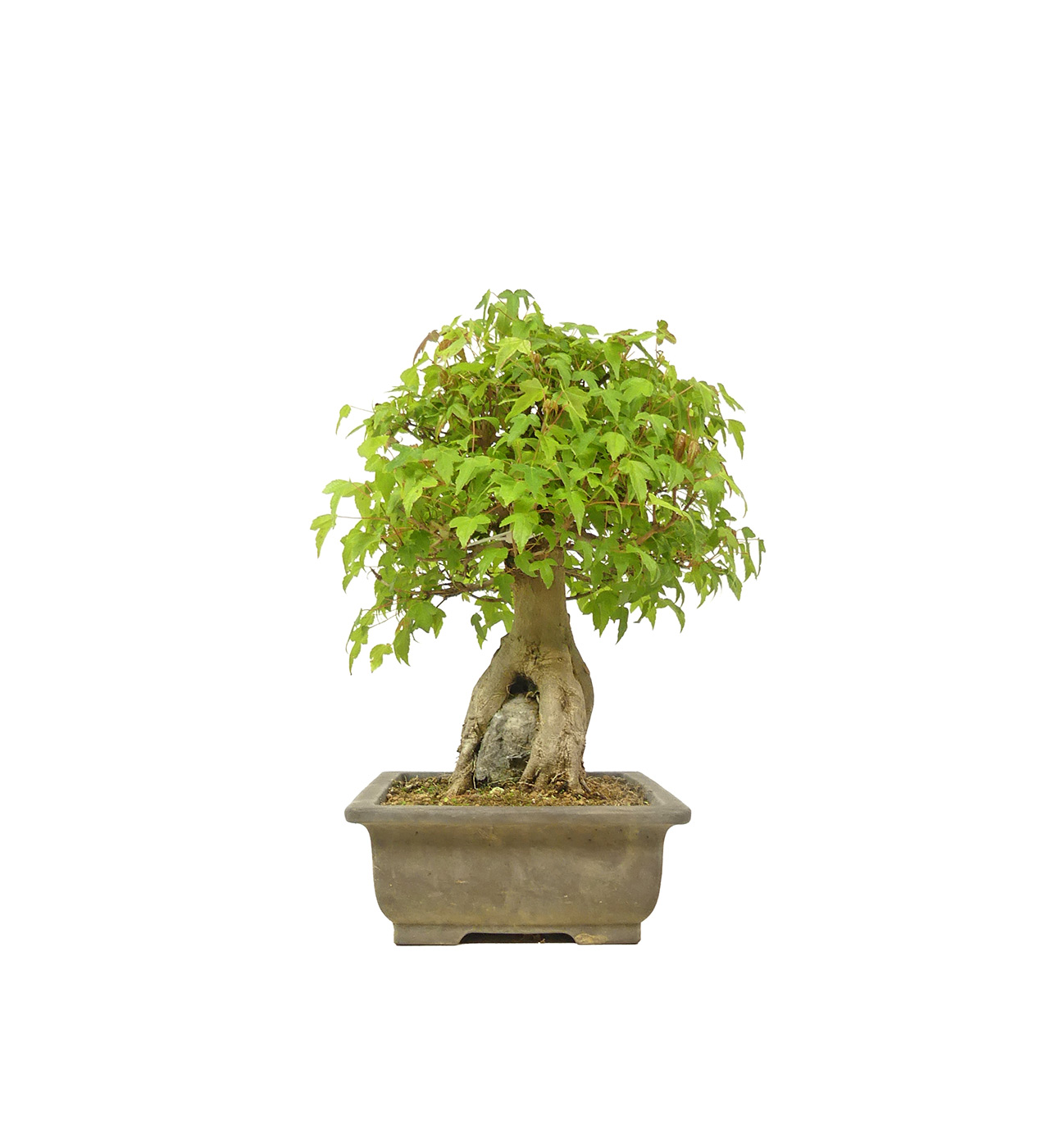 bonsai.fallbackImageTitle bonsai.fallbackImageTitle