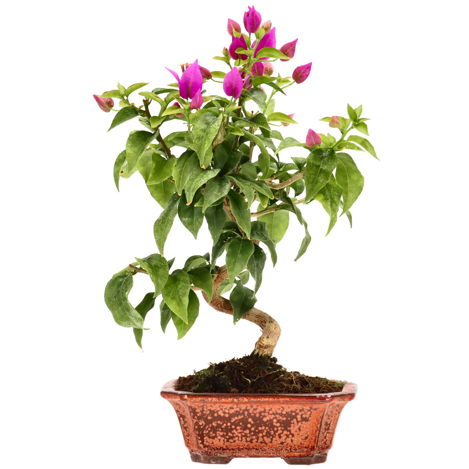 Flor de Papel / Santa Rita, aprox. 8 años (26 cm)