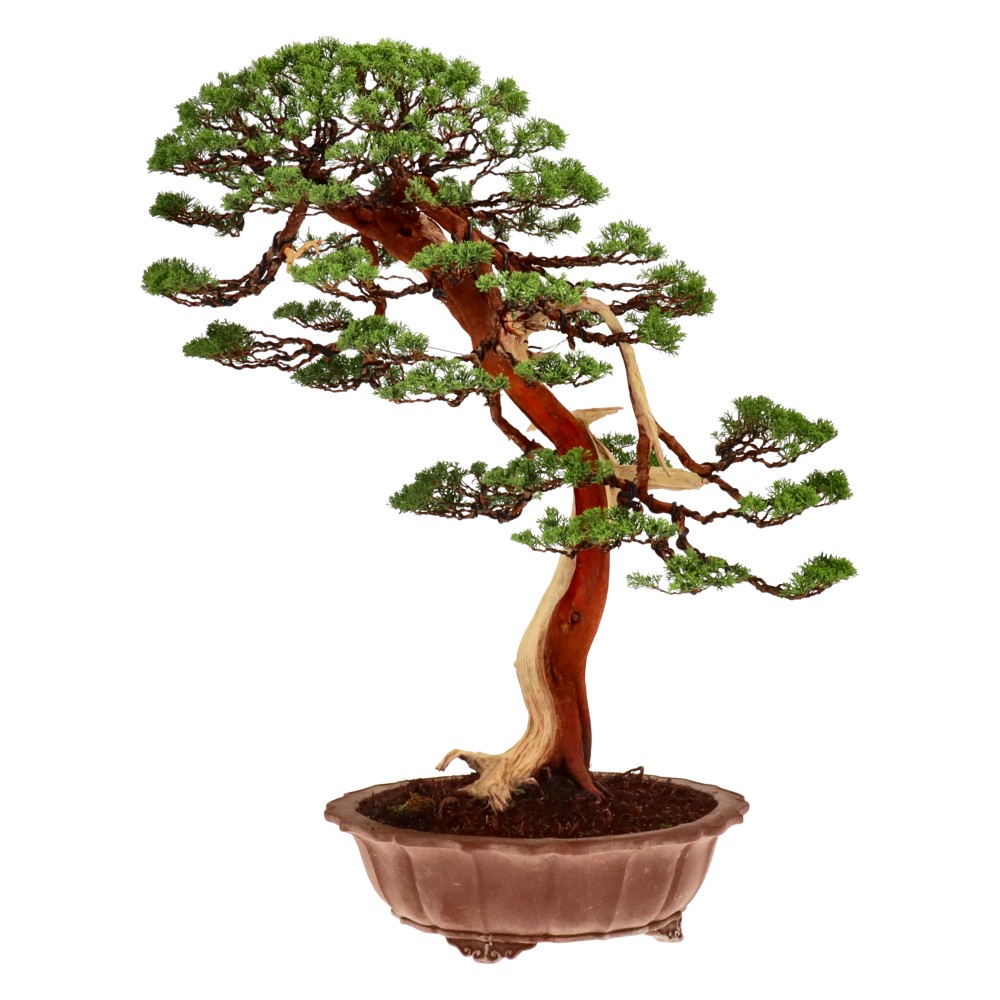 bonsai.fallbackImageTitle
