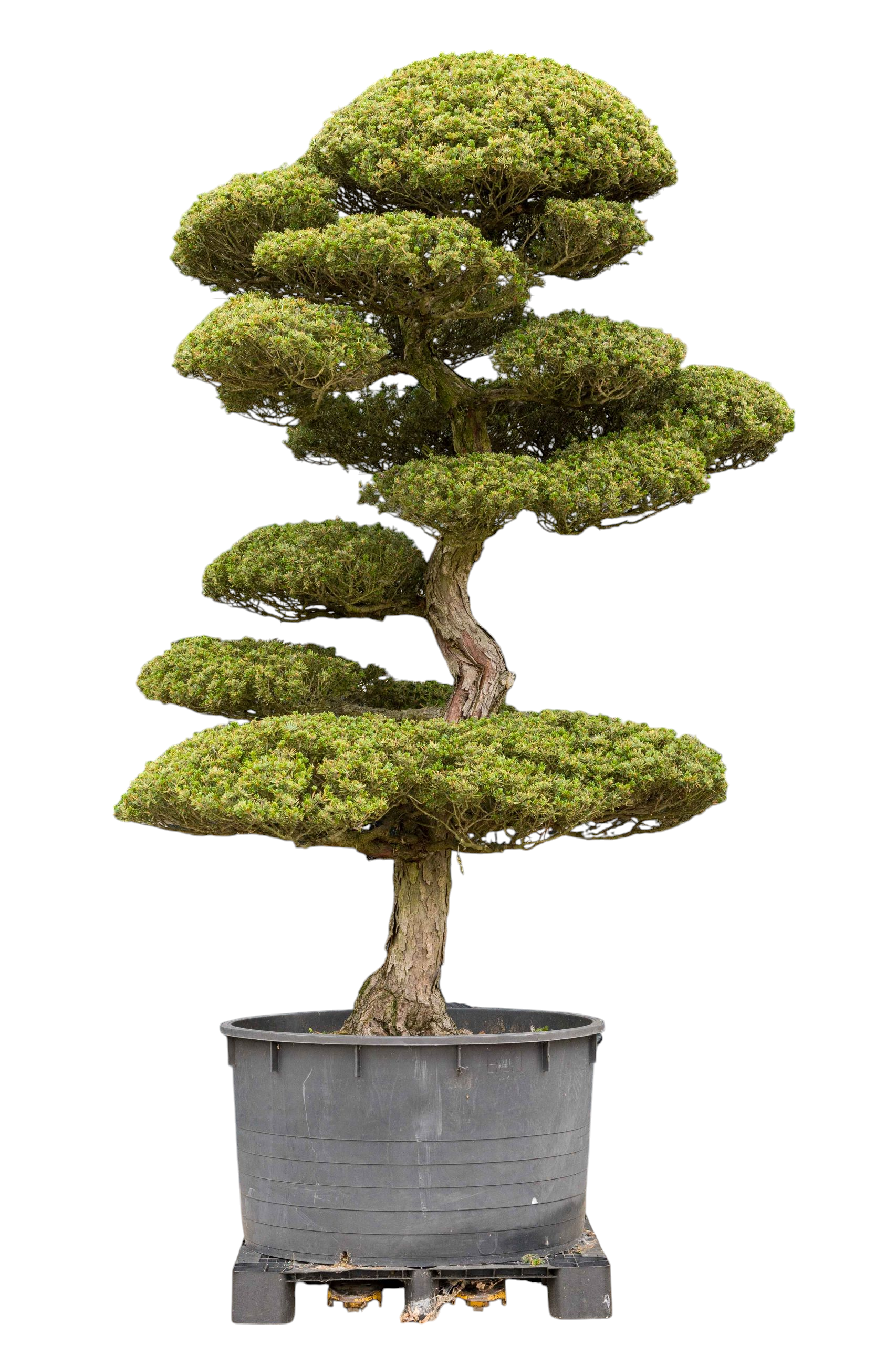 Gardenbonsai - Pine tree, approx. 45 years (300 cm) 