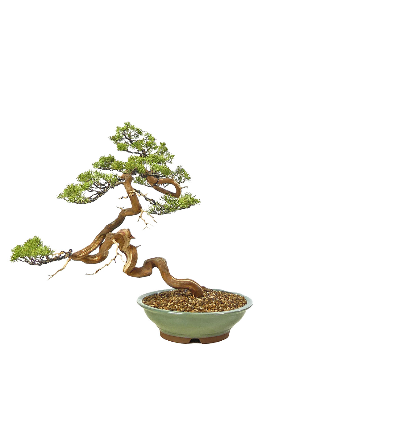 bonsai.fallbackImageTitle bonsai.fallbackImageTitle