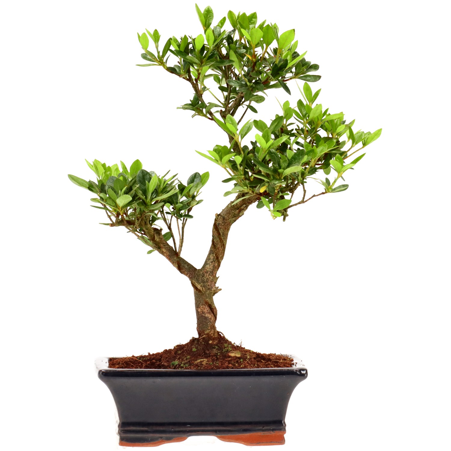 Jap. Azalee (Osakazuki), ca. 8 J. (25 cm)