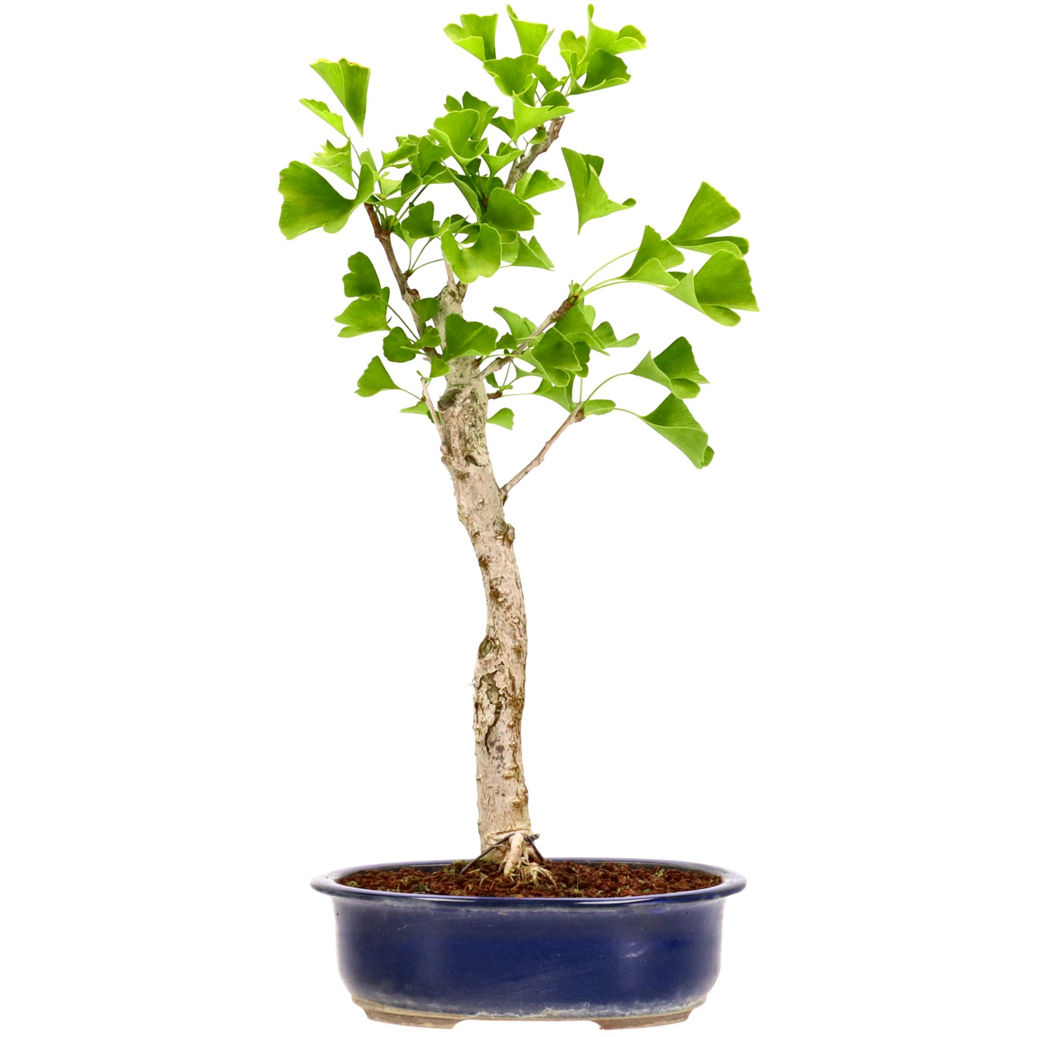 Ginkgo, ca. 12 j. (47 cm)