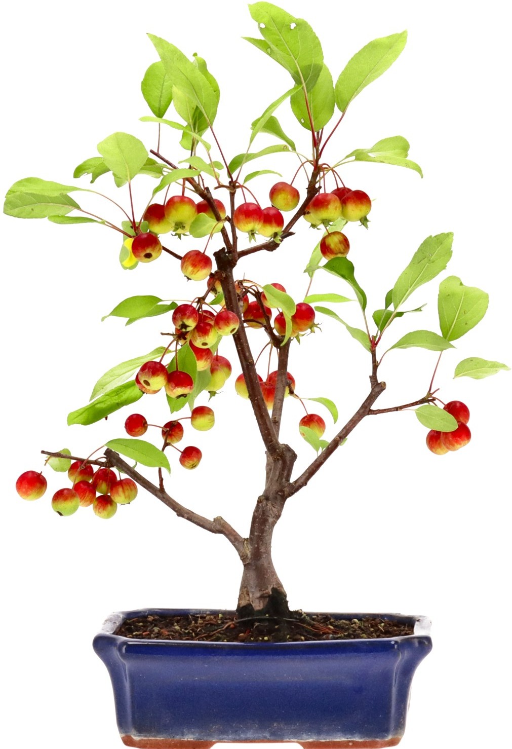 [B017] Zierapfel, ca. 12 Jahre