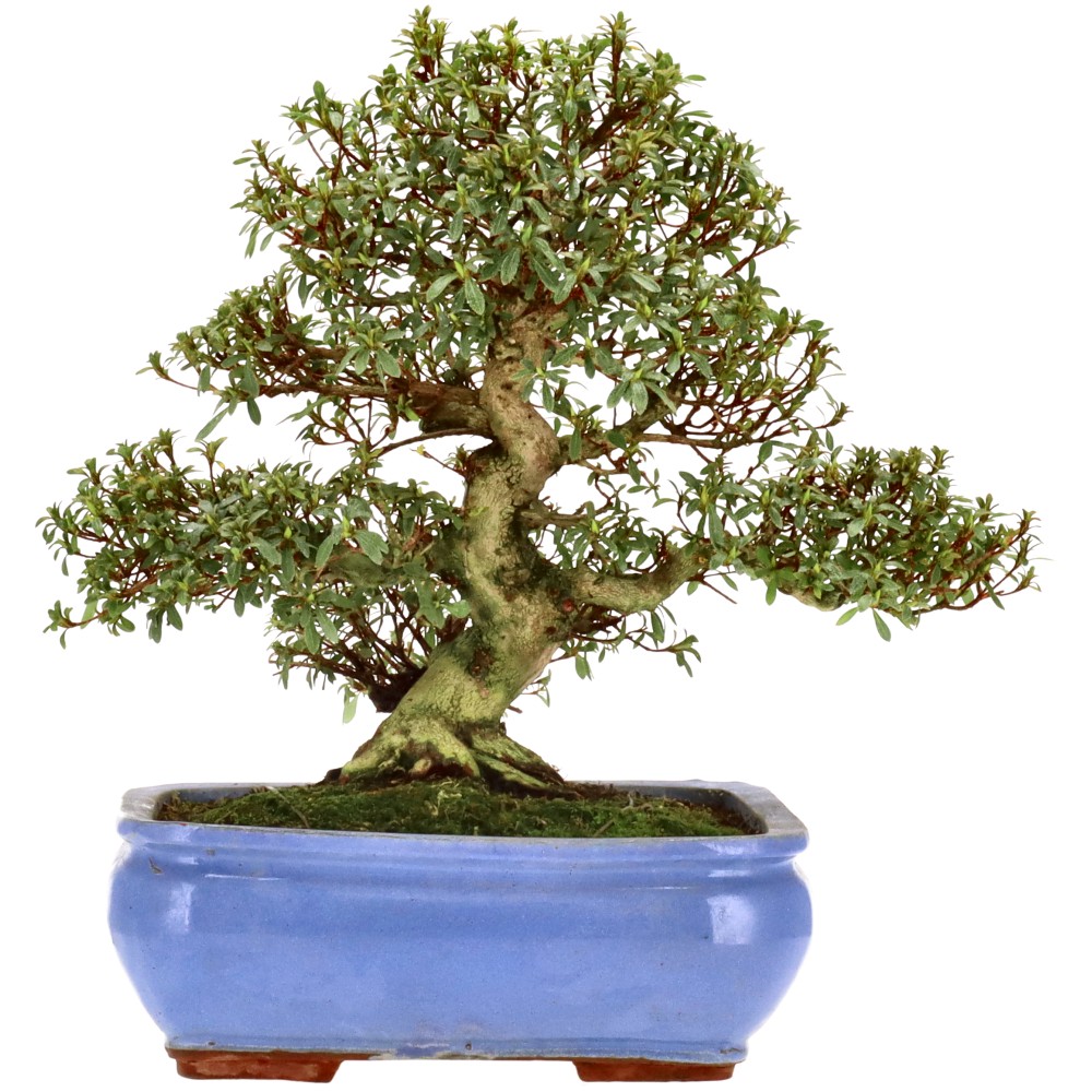 Jap. Azalee, ca. 25 J. (35 cm)