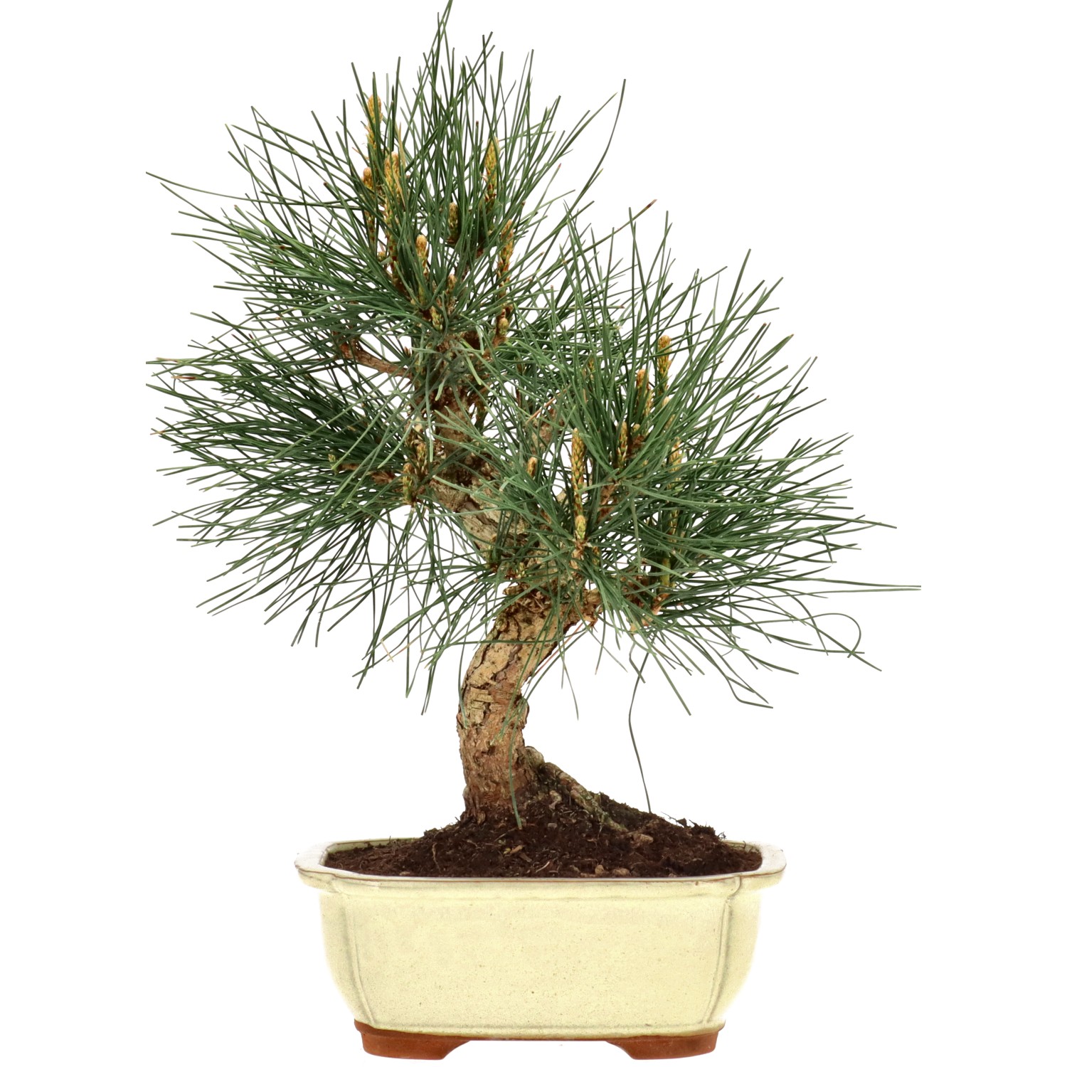 Jap. Schwarzkiefer, ca. 12 J. (35 cm)