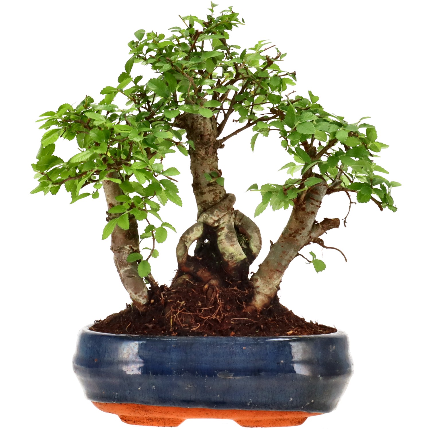 Chin. Ulme, ca. 10 J. (23 cm)