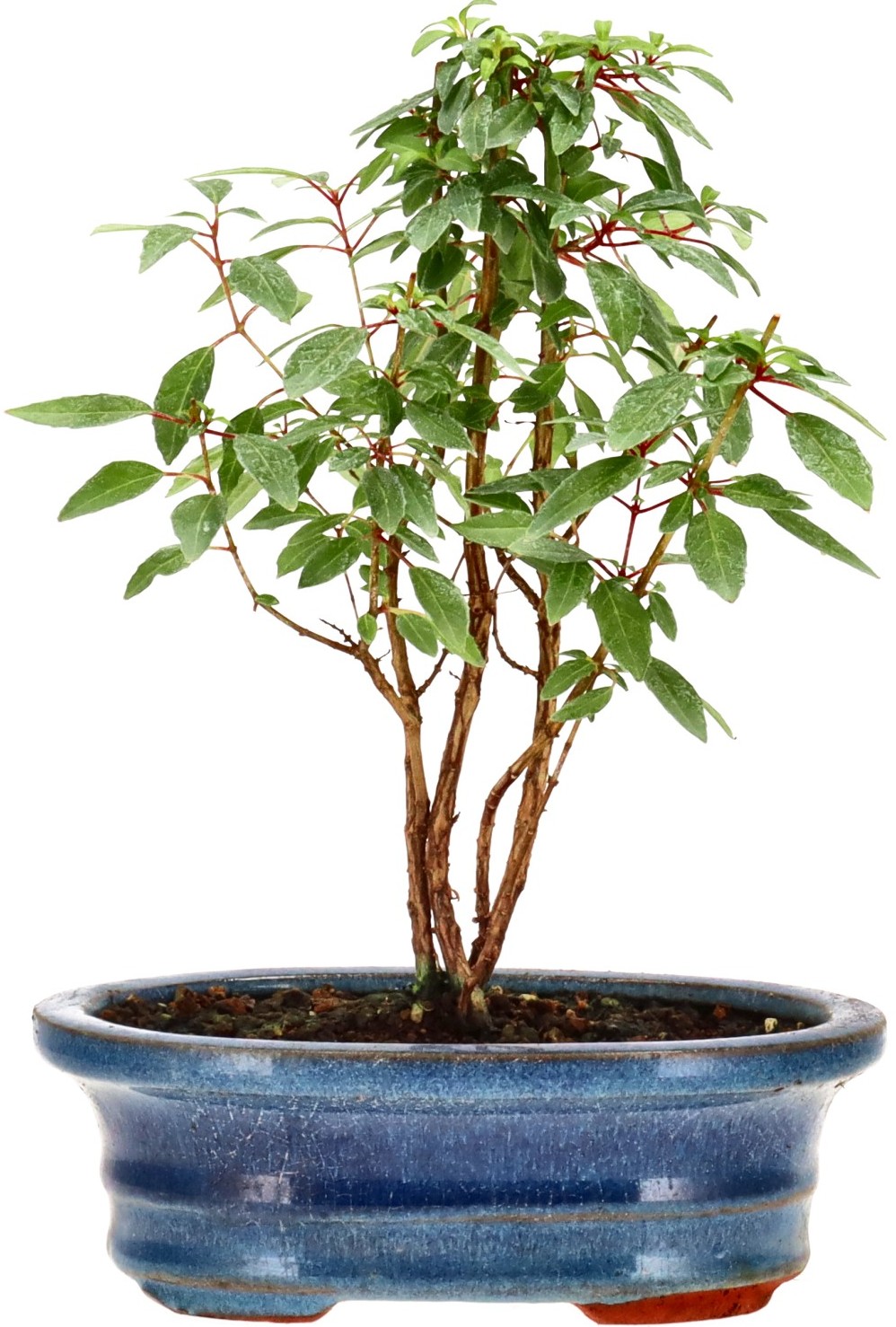 [B006] Fuchsie 'David', ca. 2 Jahre
