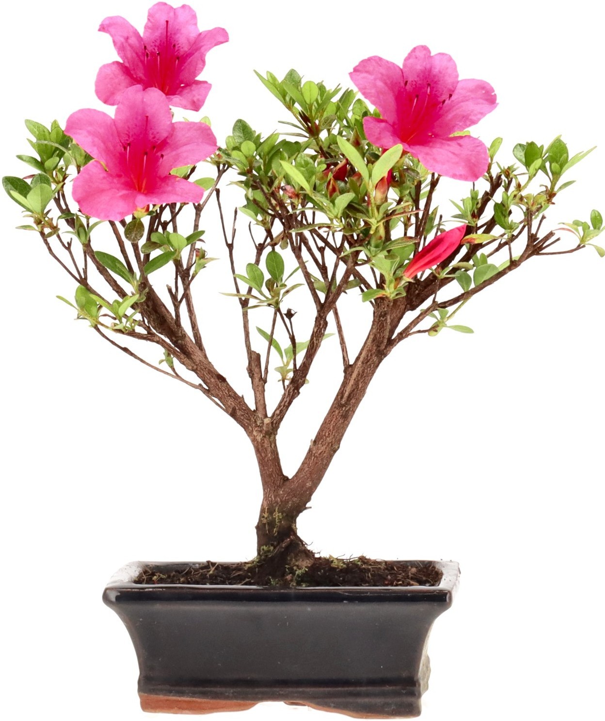 [B006] Jap. Azalee (Osakazuki), ca. 6 Jahre