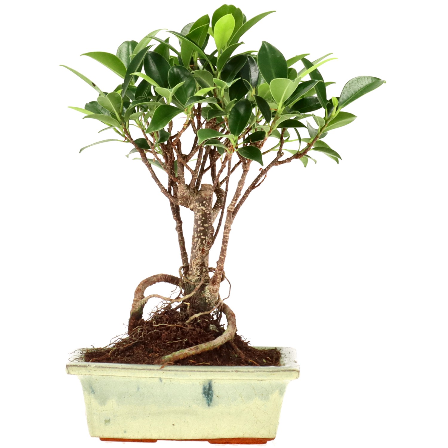 Chin. Feigenbaum (Ret.), ca. 7 J. (21 cm)