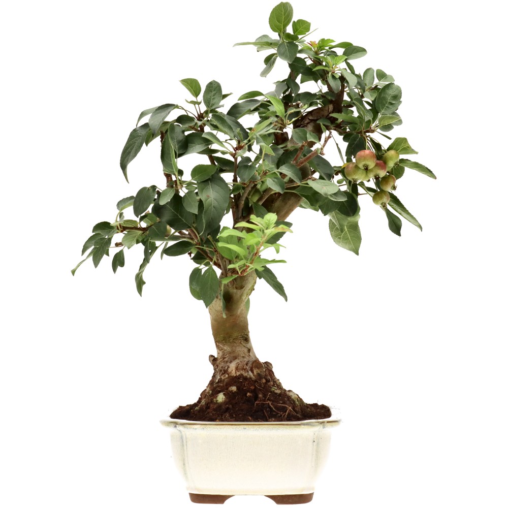 Zierapfel, ca. 17 J. (42 cm)