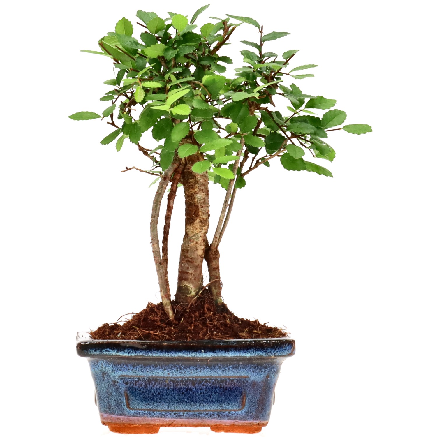 Orme de Chine, env. 6 ans (19 cm)