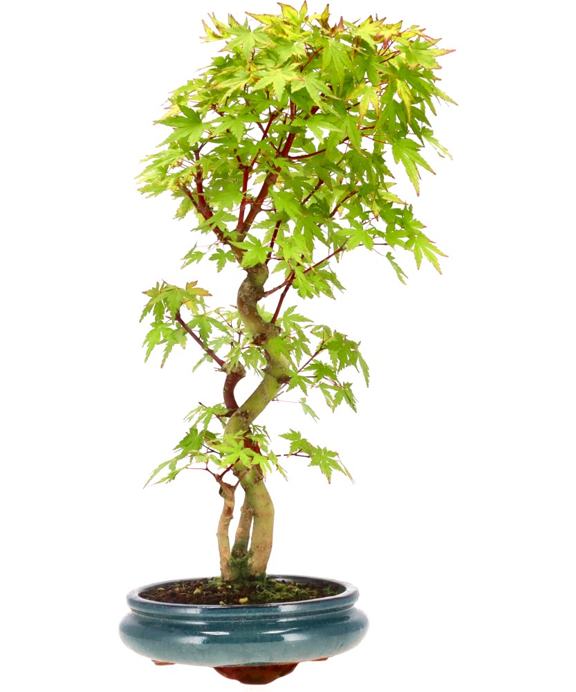 bonsai.fallbackImageTitle bonsai.fallbackImageTitle