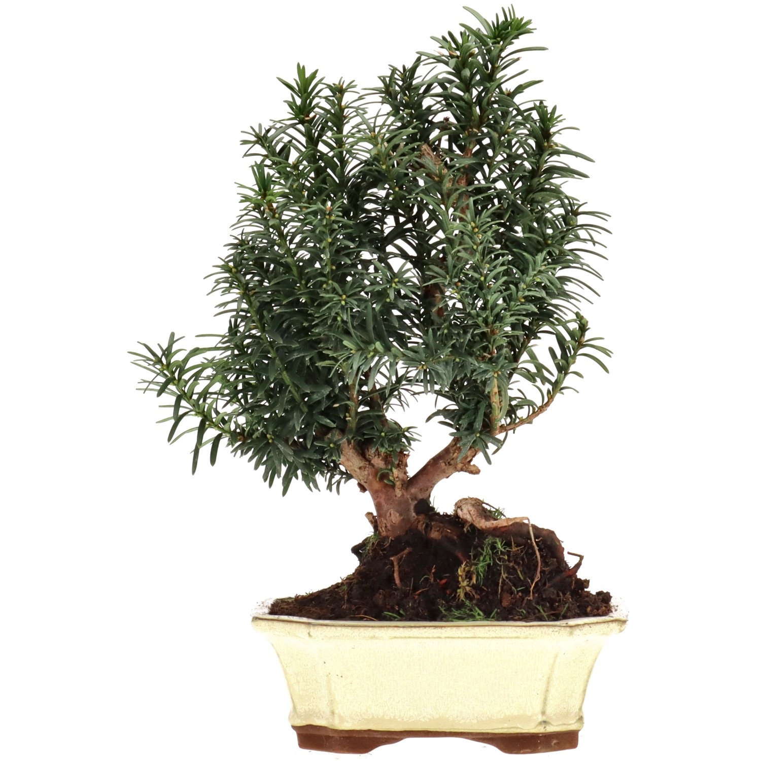 Bechereibe, ca. 10 J. (28 cm)