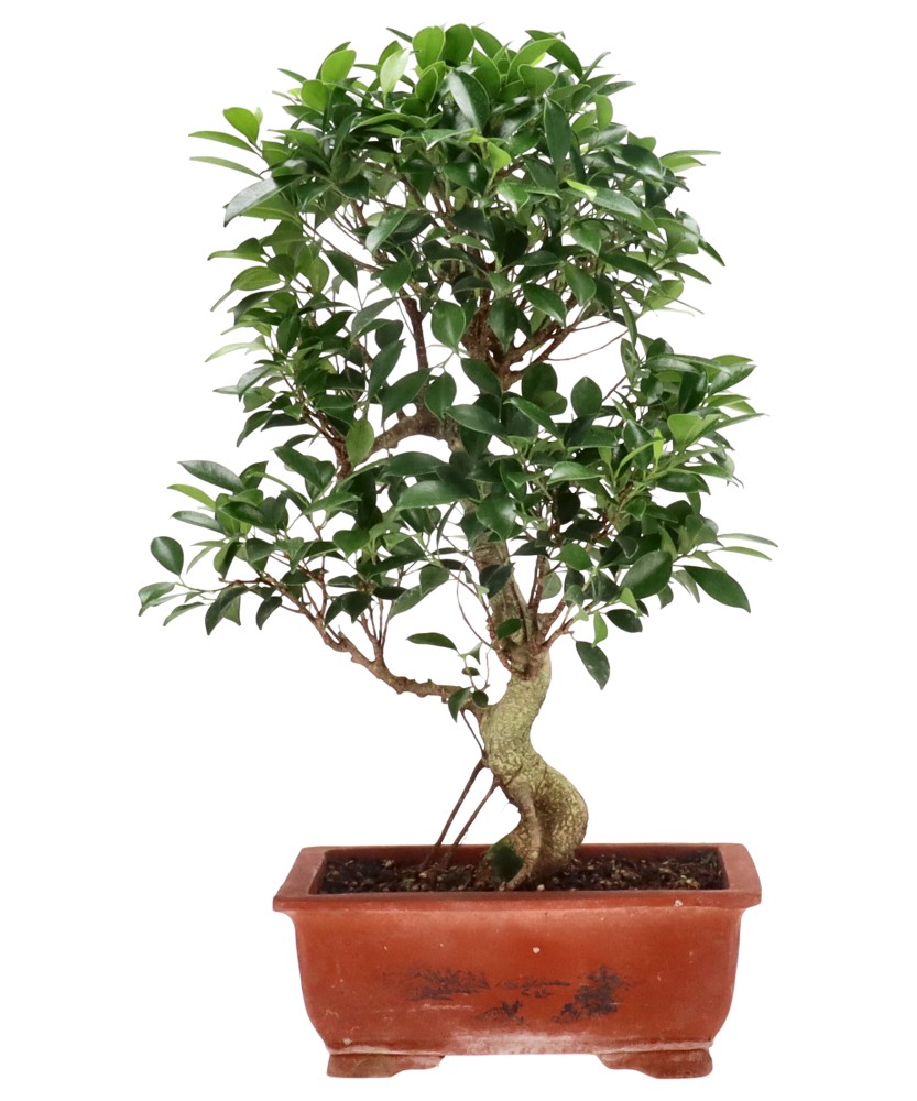 bonsai.fallbackImageTitle bonsai.fallbackImageTitle