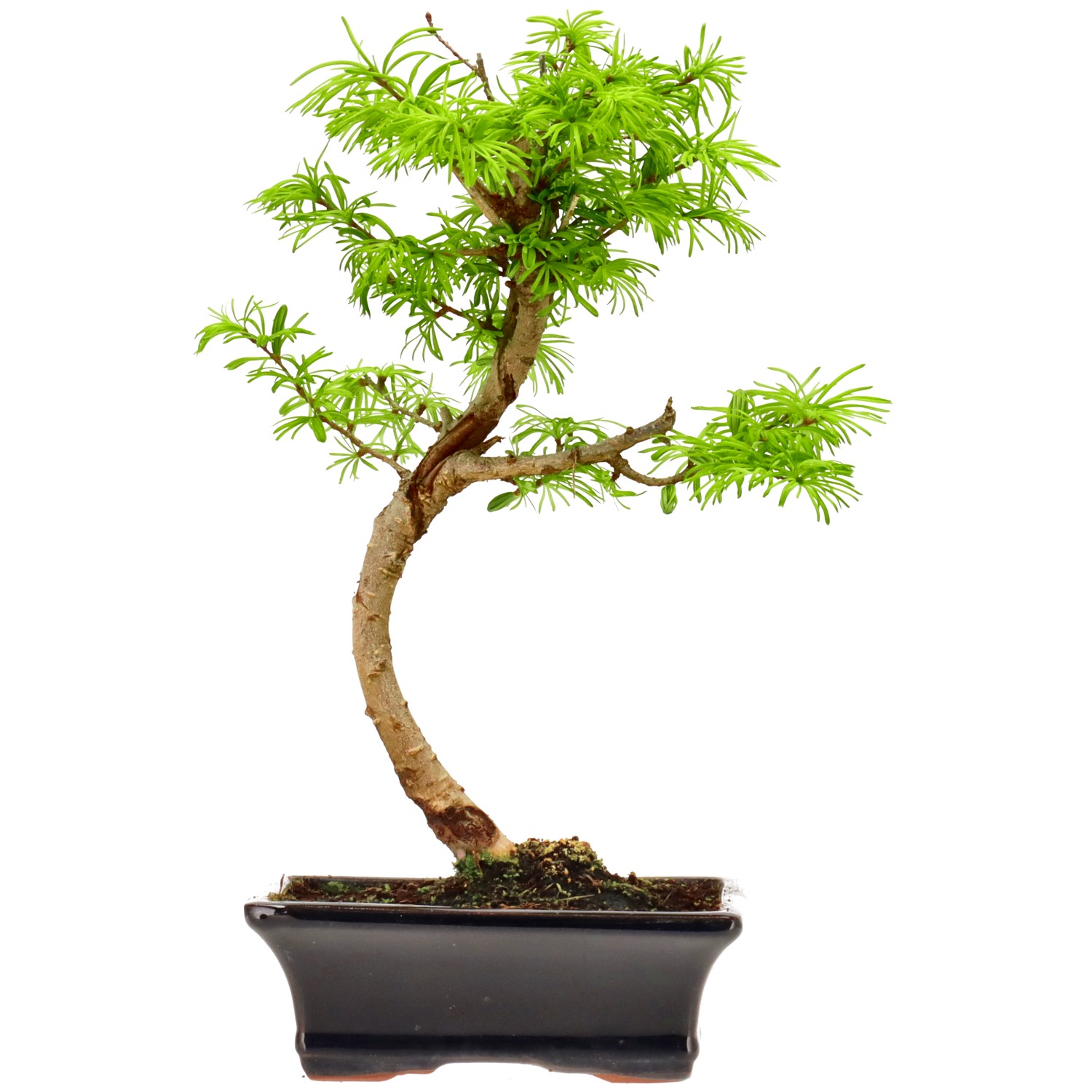 Falso alerce dorado, aprox. 10 años (34 cm)