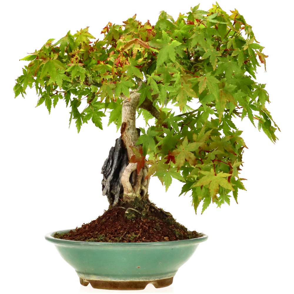 bonsai.fallbackImageTitle bonsai.fallbackImageTitle