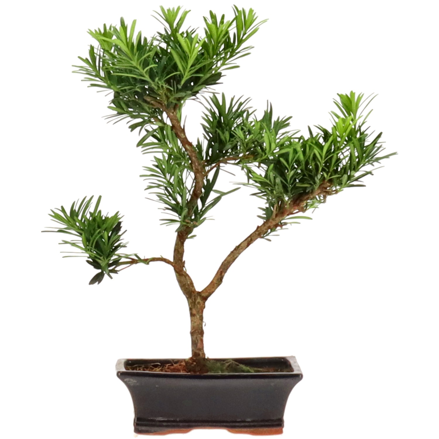Pino cinese, ca. 9 anni (38 cm)