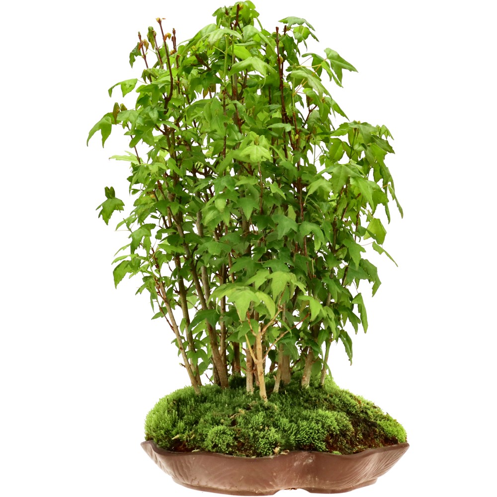 Érable trident, env. 5 ans (40 cm)