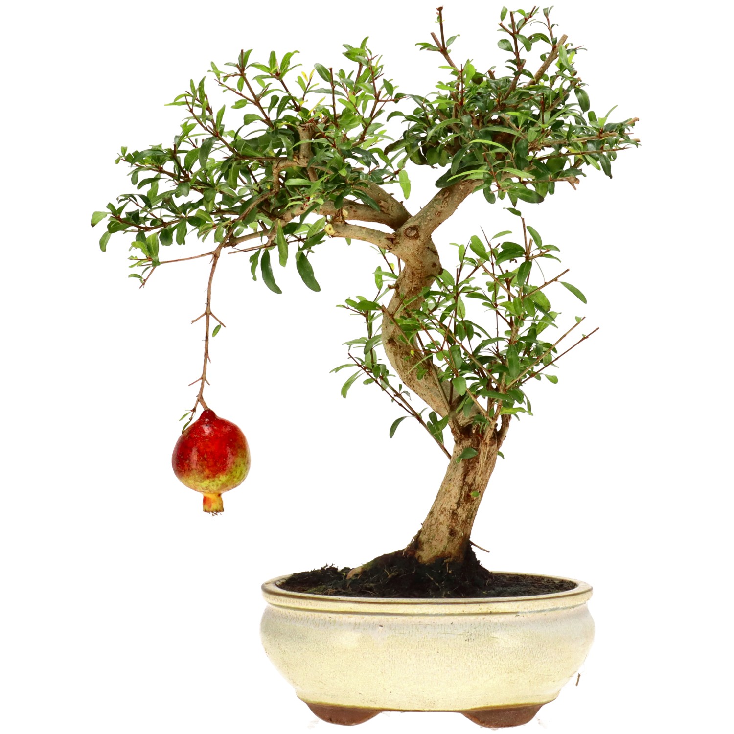 Pomegranate, approx. 10 y. (32 cm)