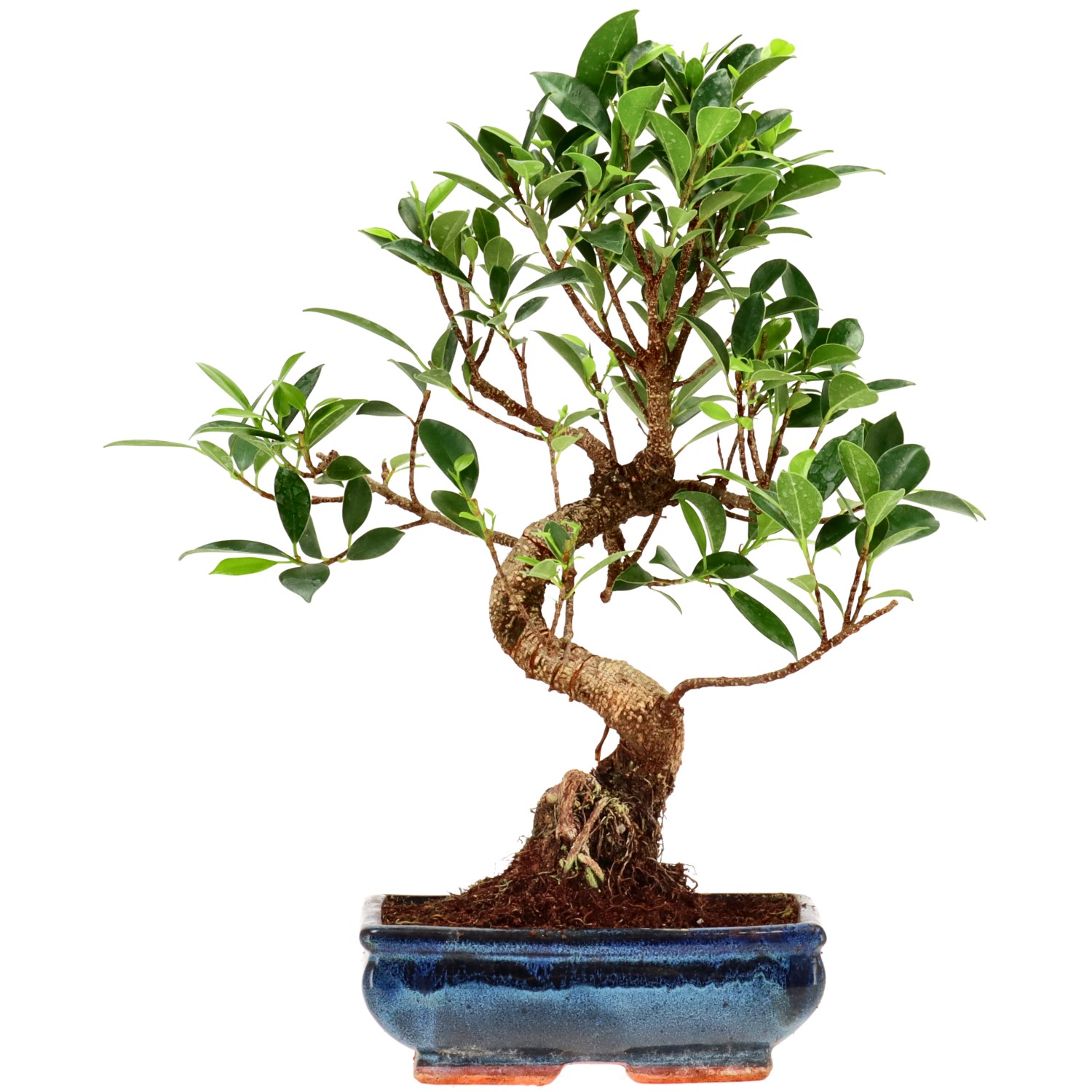 Vijgenboom, ca. 9 j. (33 cm)