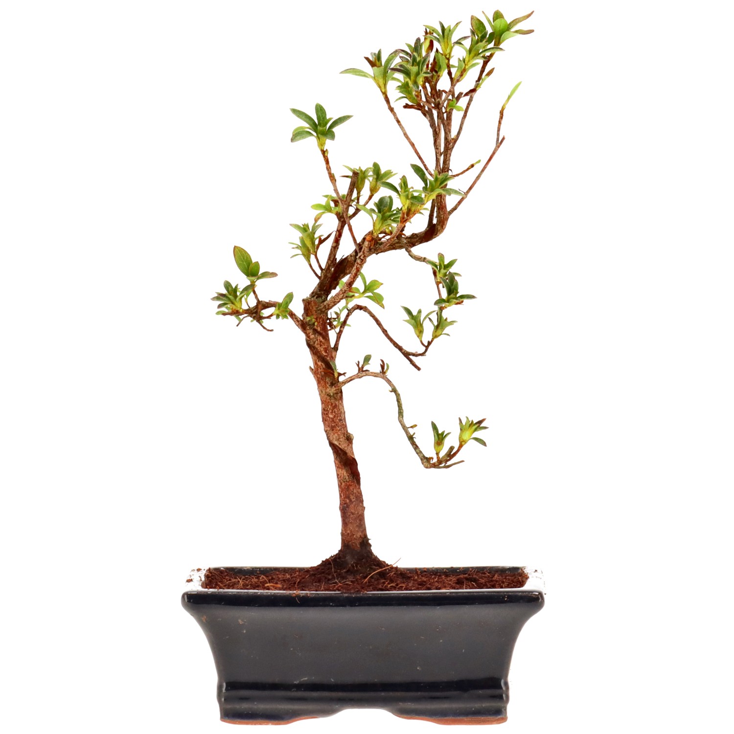 Jap. Azalee (Osakazuki), ca. 8 J. (24 cm)