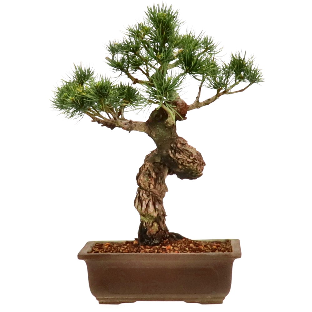 bonsai.fallbackImageTitle bonsai.fallbackImageTitle