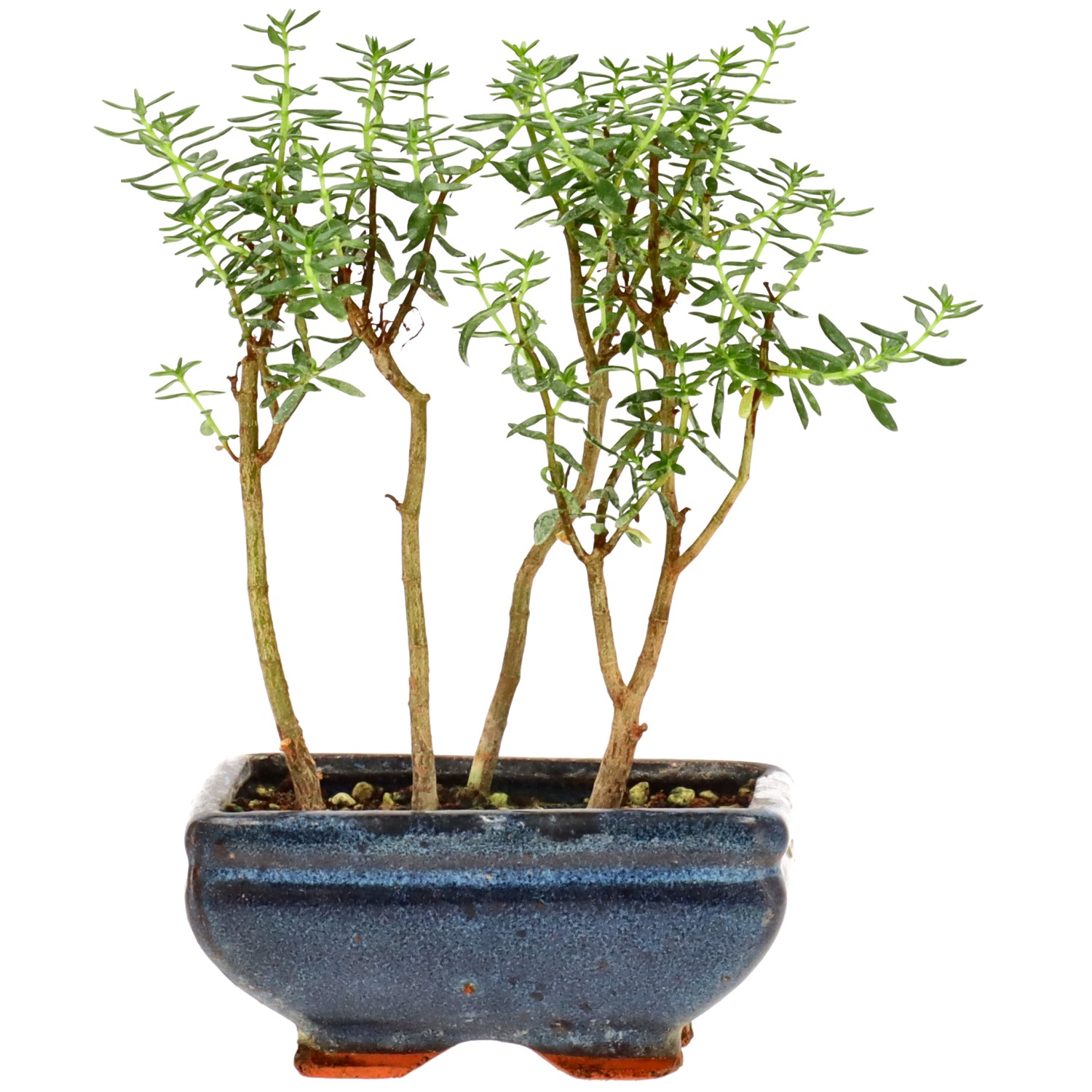 Crassula ovata, aprox. 2 años (15 cm)