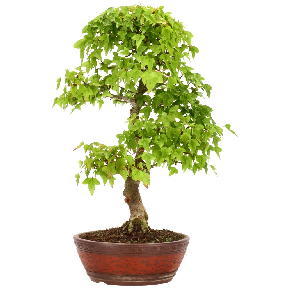 bonsai.fallbackImageTitle
