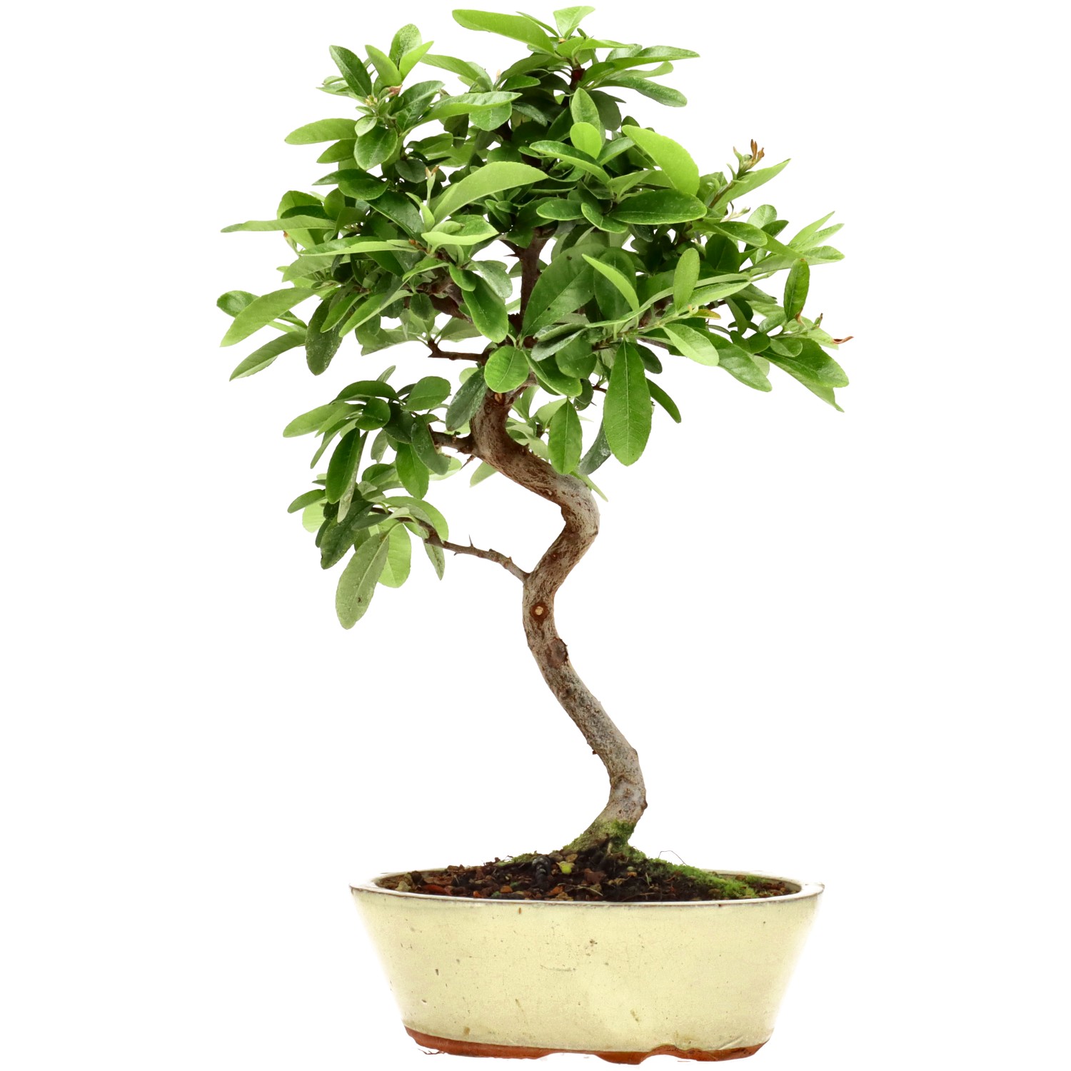 Pyracantha coccinea, env. 7 ans (37 cm)