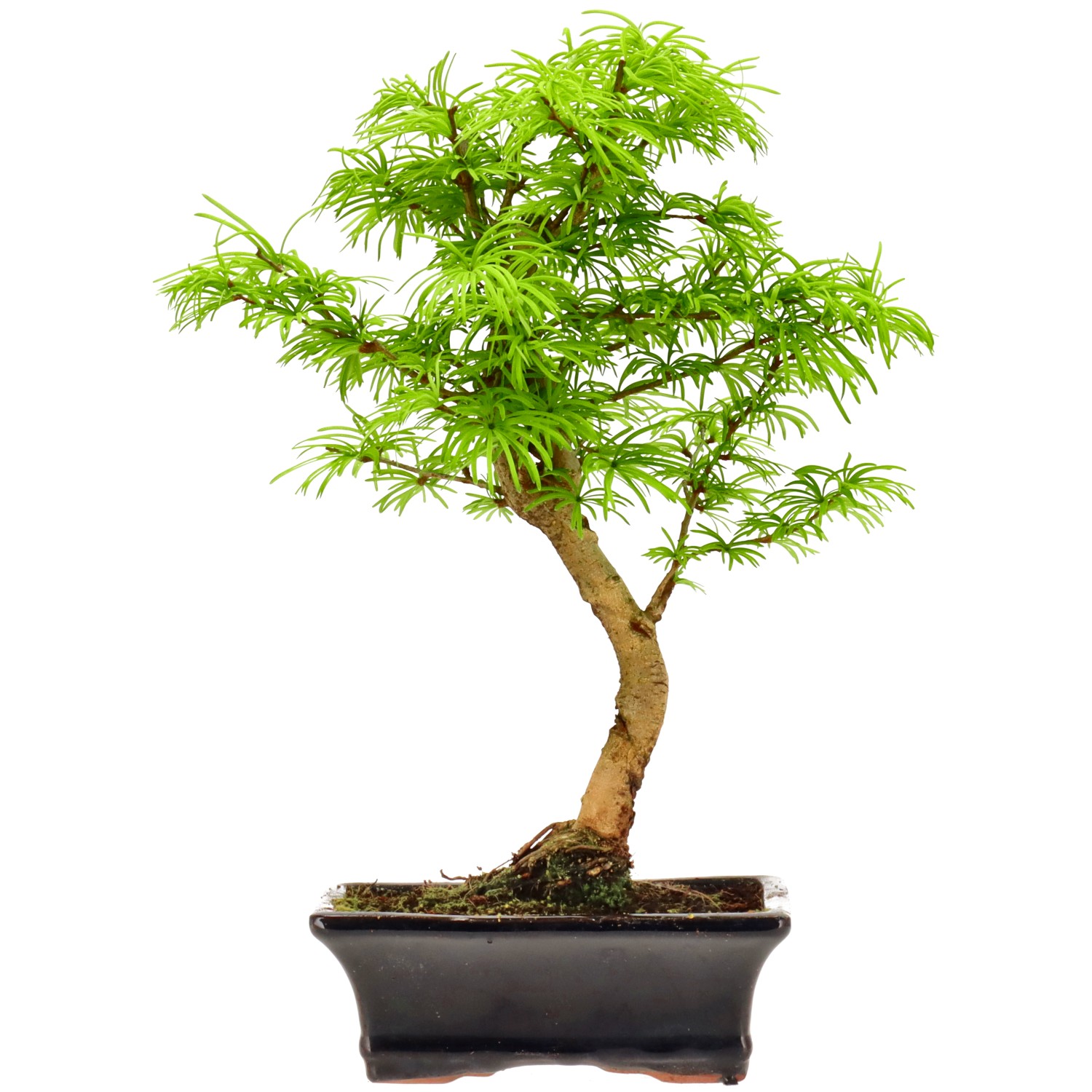 Goldlärche, ca. 10 J. (34 cm)