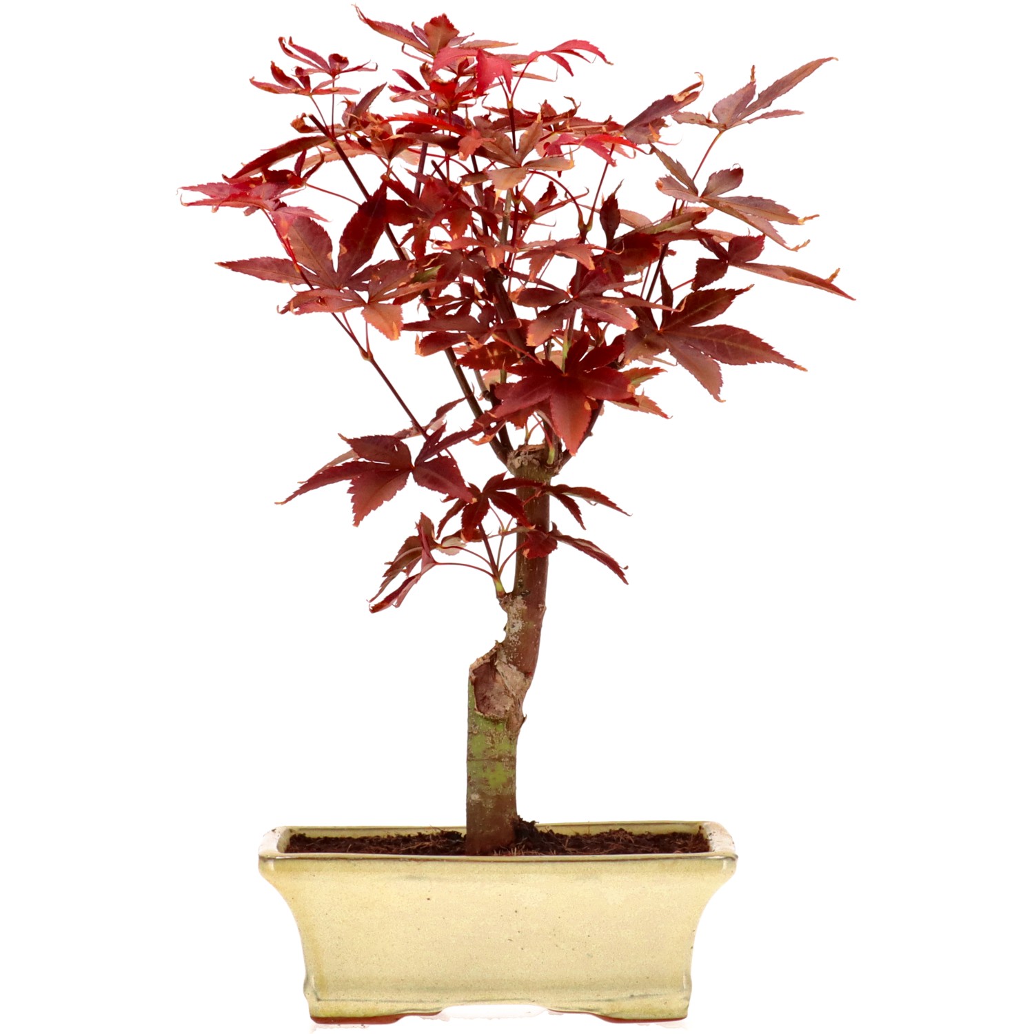Jap. Fächerahorn (Atropurpureum), veredelt, ca. 9 J. (31 cm)