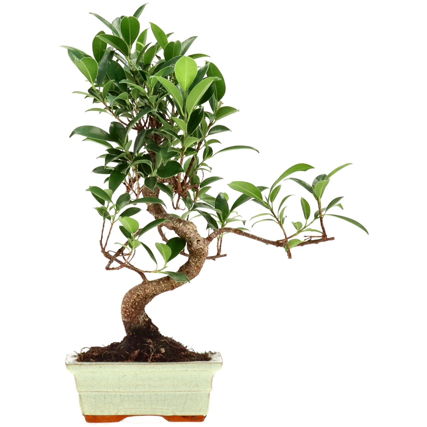 Chin. Feigenbaum (Retusa), ca. 7 J. (30 cm)
