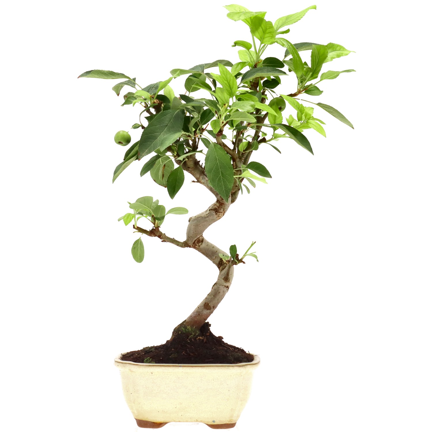 bonsai.fallbackImageTitle bonsai.fallbackImageTitle
