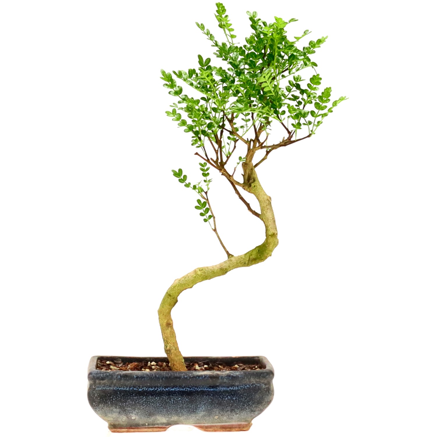 Pepe di Sichuan, ca. 9 anni (32 cm)