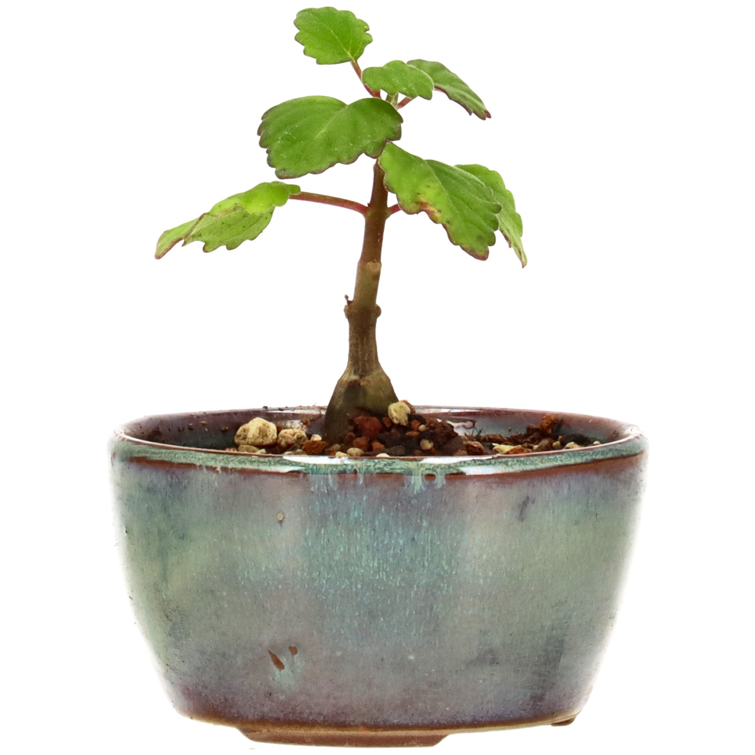 Weihrauchpflanze, ca. 1 J. (7 cm)