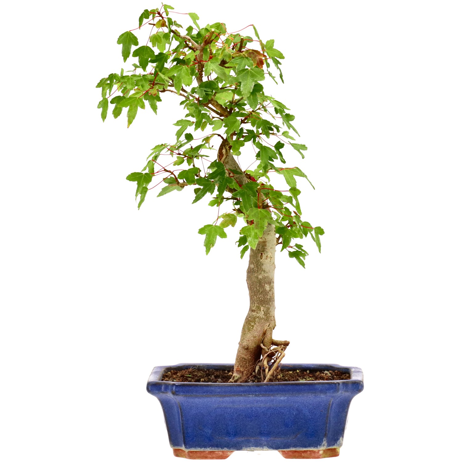 bonsai.fallbackImageTitle bonsai.fallbackImageTitle