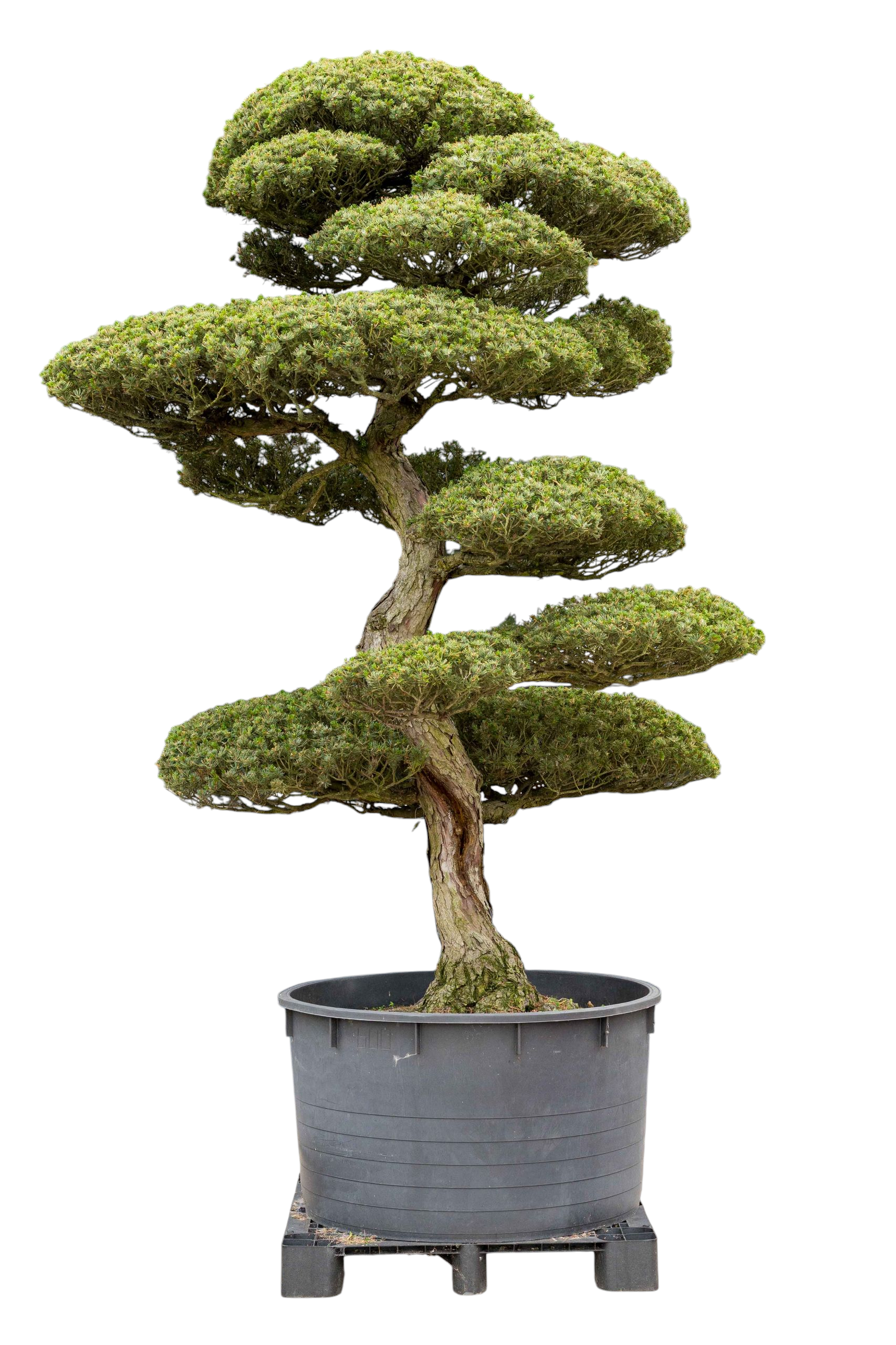 bonsai.fallbackImageTitle bonsai.fallbackImageTitle