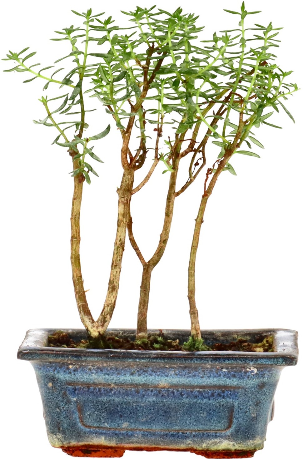 [Z007] Crassula ovata, aprox. 2 annos