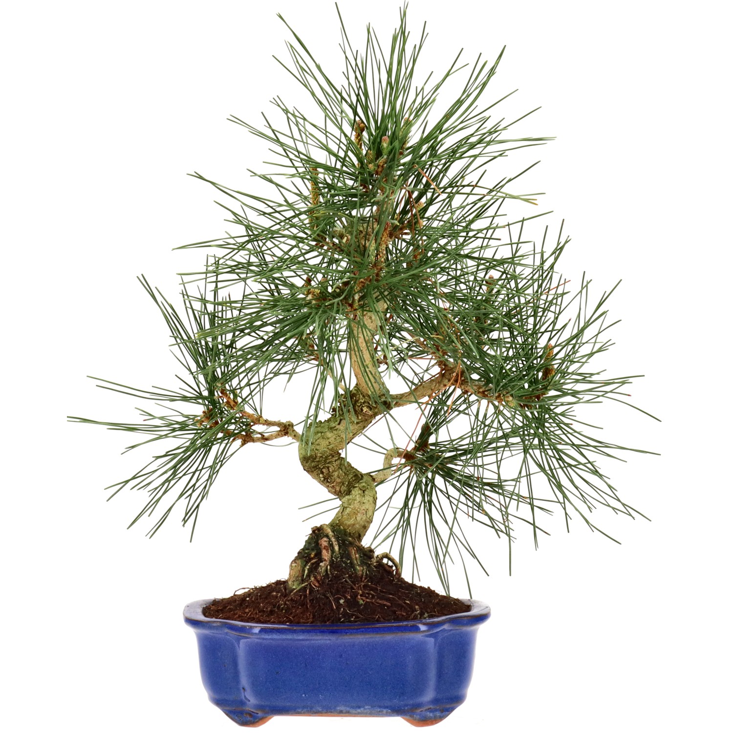 Jap. Schwarzkiefer, ca. 12 J. (35 cm)