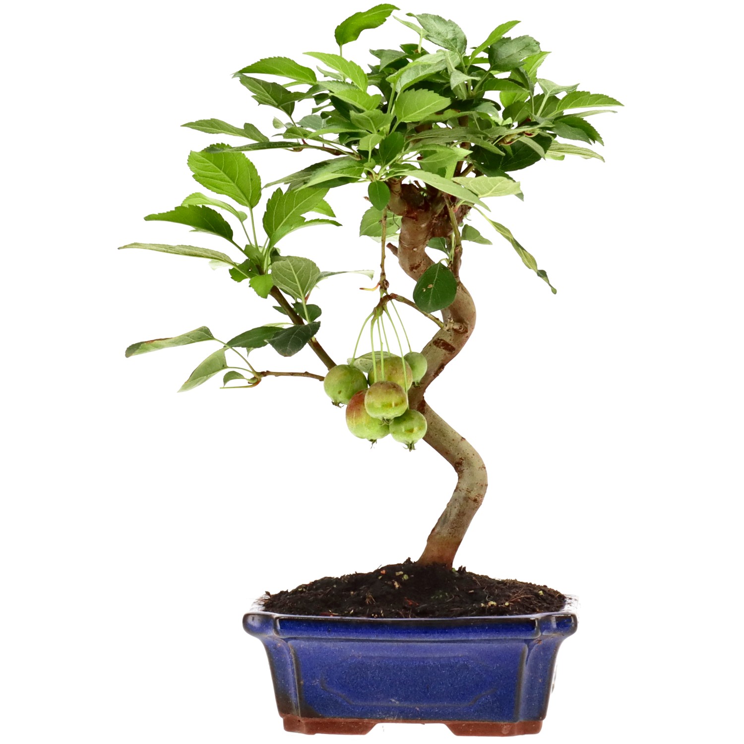 Zierapfel, ca. 10 J. (29 cm)