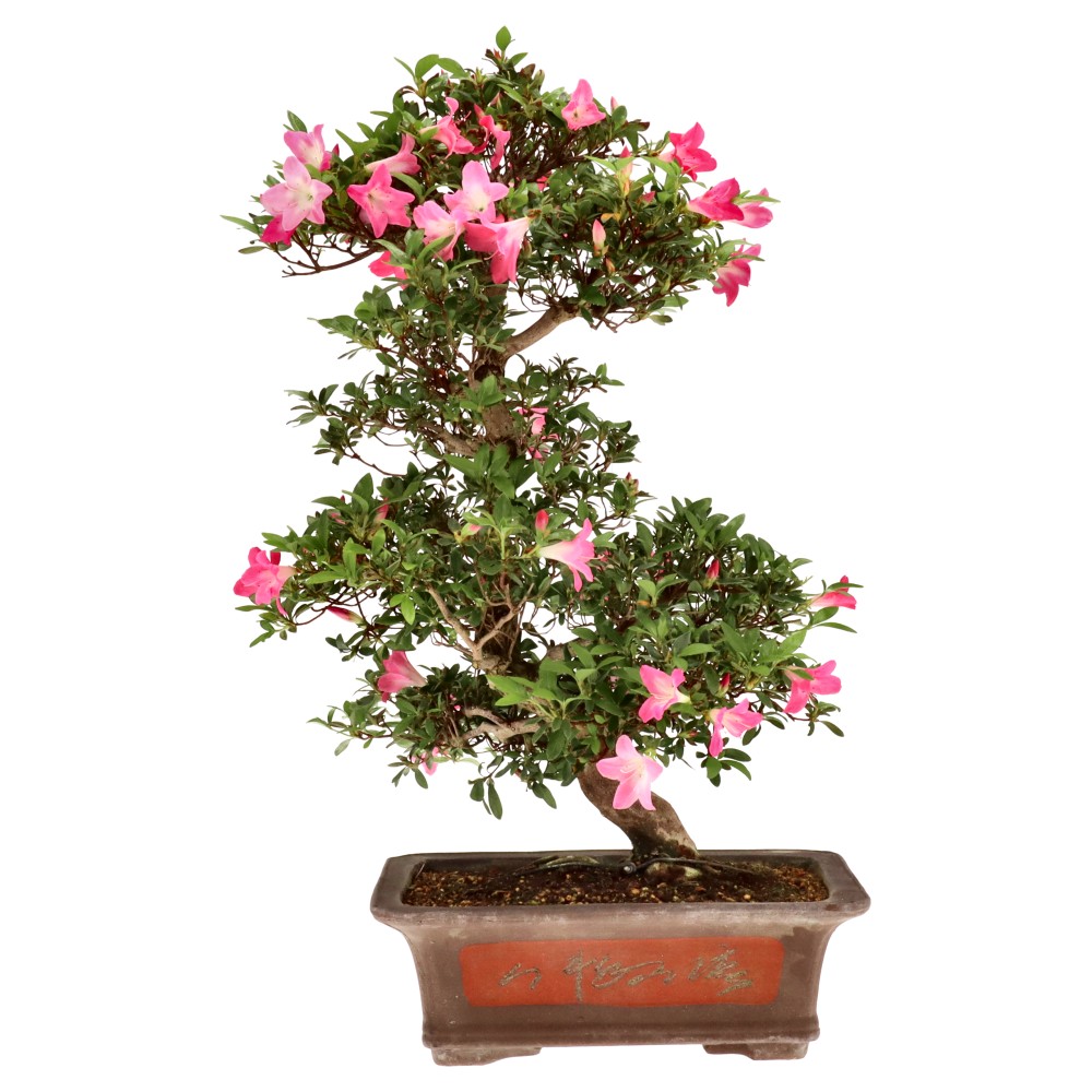 Jap. Azalee, ca. 20 J. (73 cm)