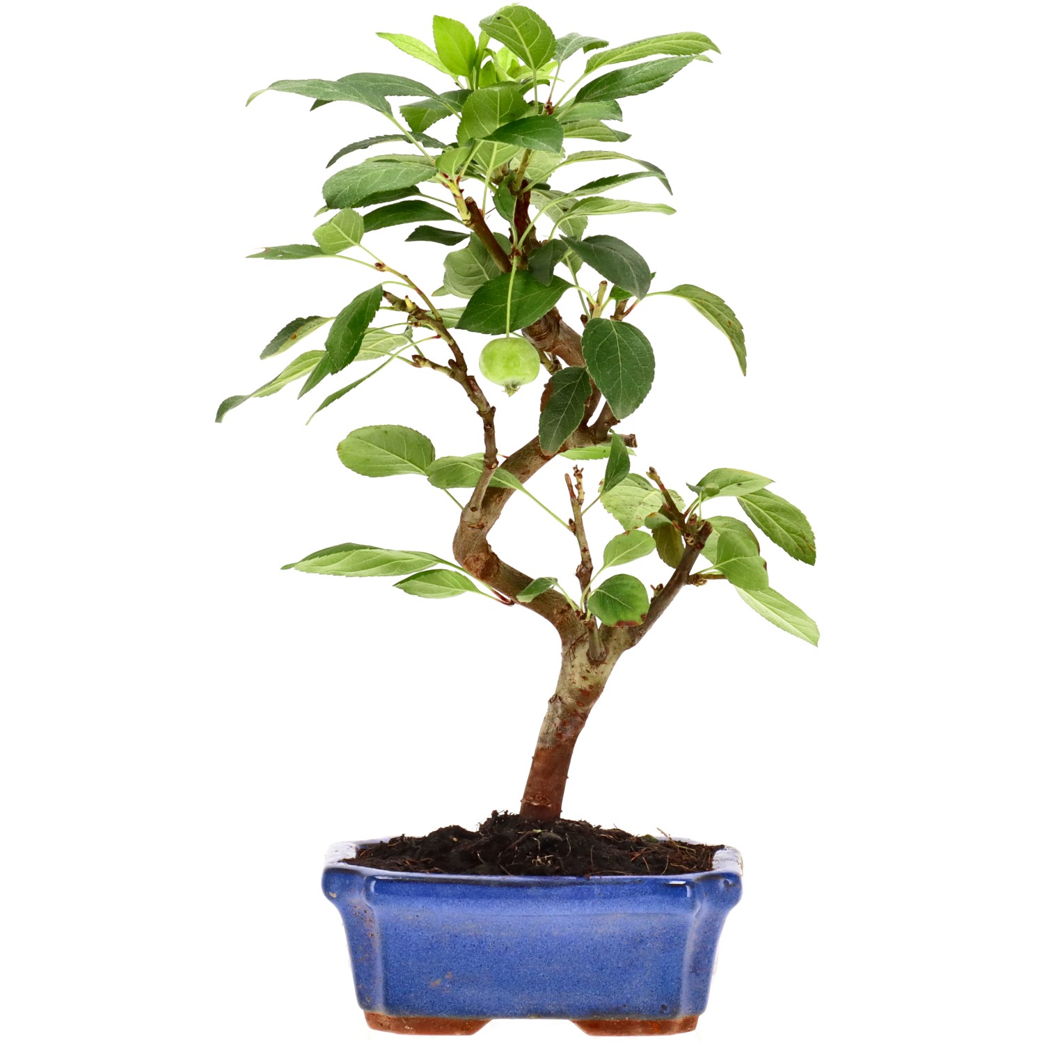 Manzano silvestre, aprox. 7 años (28 cm)